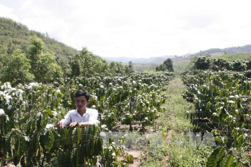 Đảng viên trẻ đi đầu khai hoang phát triển kinh tế ảnh 1